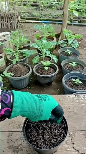 Grow Pak Choi in Pots! 🥬 Easy Seed to Sprout Guide #Shorts #Gardening