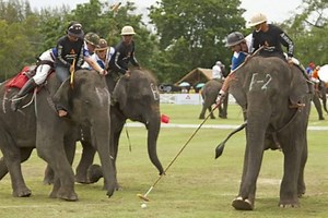 BEST OF BIZARRE: Elephant Polo tournament takes place in Thailand, watch video