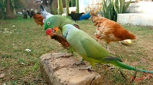 Talking Parrots and Chickens | Parrot Paradise