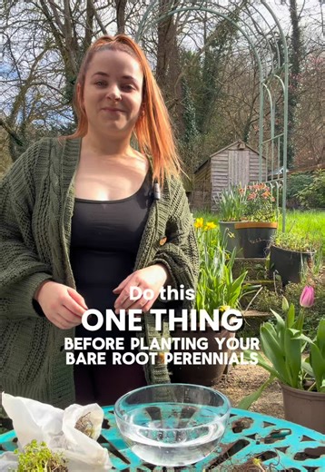 Soak your roots before planting! It’s as simple as that, ultimately, rehydrating your bare roots enables faster establishment when you plant them up, as they won’t be working hard to absorb the moisture in the soil first. 🪴 We store our bare root perennials in a controlled temperature environment so they stay fresher for longer, once they’ve been shipped they’ll be warming up and ready to get growing! We always recommend planting your bare roots within a couple of days of receiving them. 📦 🚚 