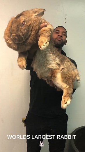 World's Largest Flemish Rabbit - Giant Bunny Rabbits Foursome