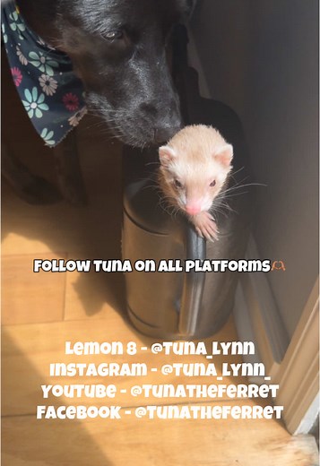 Ferrets Eating Lemons: Cute Videos Featuring Tuna