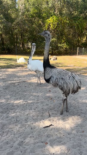 Have you ever wondered what a rhea sounds like? Listen closely! I can feel it in my chest. | J&M Farm