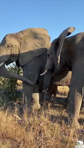 HERD Elephant Orphanage on TikTok