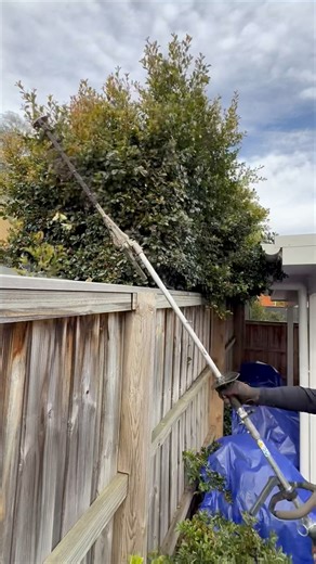 If you have a hedge in your yard is it your responsibility to trim it back from the neighbours? | Nathans Lawns and Gardens