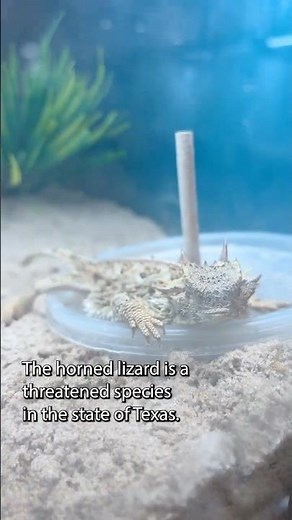 Horned Lizard Photoshoot 📸