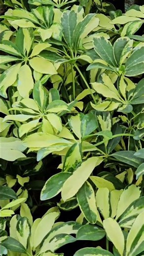 Schefflera for garden bordering