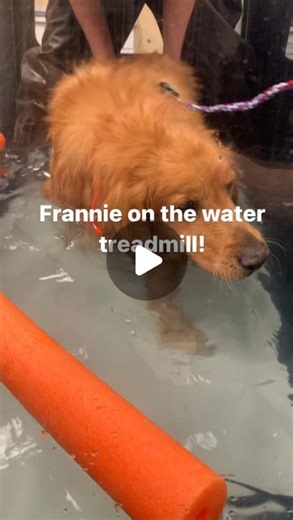 Frannie’s Fight on Instagram: "Frannie got to do her first ever water treadmill therapy today thanks to your donations and support!!!! Additional huge thank you to her fantastic rehab vet and technicians for taking such great care of her! They would like Frannie to go every week for her treadmill workout and other therapies like laser and acupuncture! We wouldn’t be able to do this for Frannie without your help! If you would like to donate to Frannie’s rehab costs, please Venmo me (annikabram) o