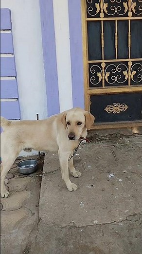Labrador barking🐕🤗 #part 57 #dog #barking sound
