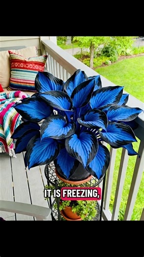 Exciting Hosta Blooms: Spring Planting Guide