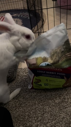 Ruby stealing @Oxbow treats #bunniesoftiktok #rabbit #fyp #bunny #snack