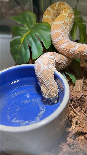 I Didn't Expect My Snake To Drink So Much WATER! 🤣🐍 #snake #reptiles #animals
