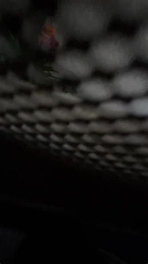 Riley! (MEPHONE 3GS 1# FAN) (@rileythatcornball4432)’s videos with original soundRiley! (MEPHONE 3GS 1# FAN)