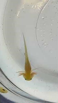 Feeding baby Axolotls.