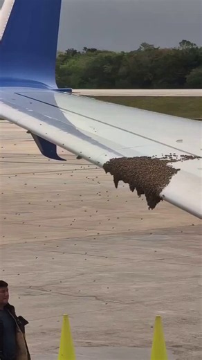 WATCH: A Delta Air Lines flight was delayed in Cancun on Thursday after a swarm of bees settled on the 737's wing. The issue was soon resolved with some forward speed on takeoff!Video: @FerikaBoss