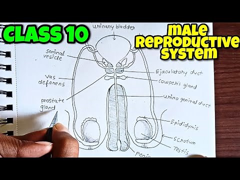 Class 10 : Human male reproductive system diagram| how to Draw male reproductive system