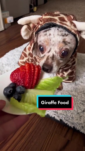 Chiweenie Mini Dachshund Enjoying Giraffe Costume ASMR Chewing