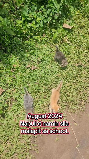 Our rescue cat journey. Dalawang malilikot na orange cat😅 Yung iba ay nasa kapitbahay. #cat #catrescue #rescuecat #puspin #pusa