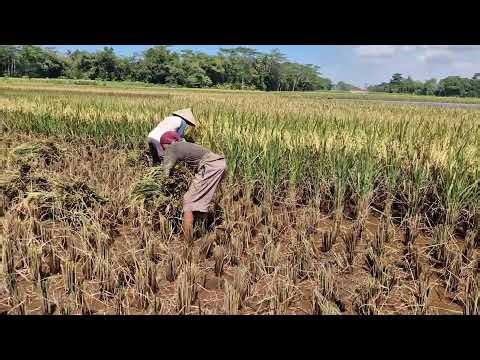 AMAZING FARMING SKILL! LIGHTNING FAST RICE HARVEST WITH SICKLE! - Agriculture Farming