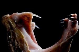 St Lucia Venomous Snakes, Poisonous Spiders & Biting Bugs