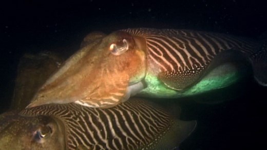 Mating Ritual of Cuttlefish Explained | Britannica