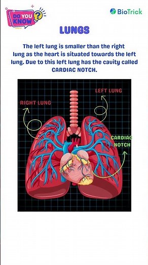Lungs | Human Breathing System | CAIE | IGCSE Biology #anatomy #igcsebiology #igcsecrashcourse