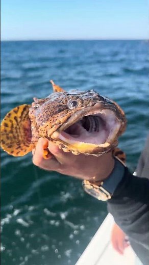 🔥 Why Does This Fish Look So ANGRY? Toadfish Up Close