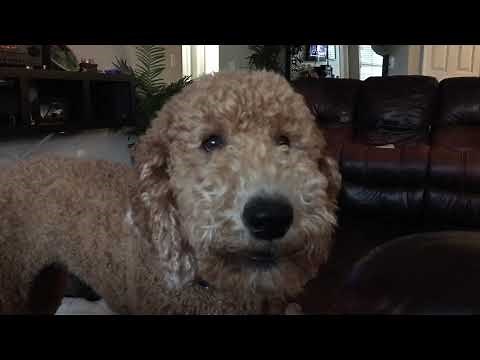 Barking dog goldendoodle