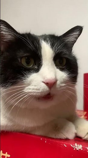 Why Is My Cat Upset When I Leave? 😿 Separation Anxiety Explained + Tips to Calm Your Kitty #cat