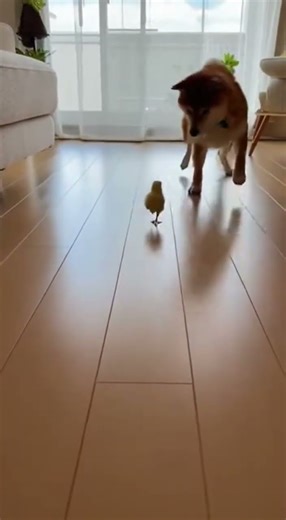 Chicken vs. Shiba Inu Who Will Win! 😂 #chick #shibaInu #funnyanimals #dogvschicken #viral #omg