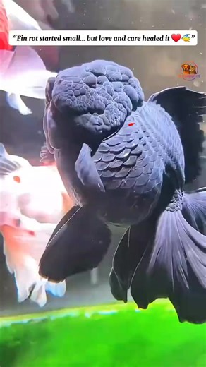 How I Saved My Goldfish from Fin Rot ✨”… | Unique Zoo02 | Facebook
