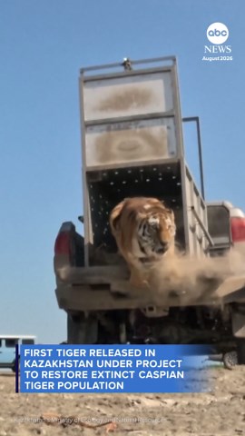 First tiger released as part of Kazahkstan conservation project
