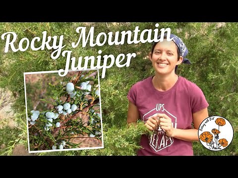 Rocky Mountain Juniper (Ep. 14) - Botany with Brit
