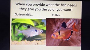 Why are my fish losing color? [2025] | QAQooking.wiki