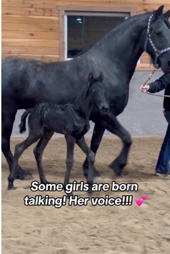 Pony Adventures with Comedians on the Farm