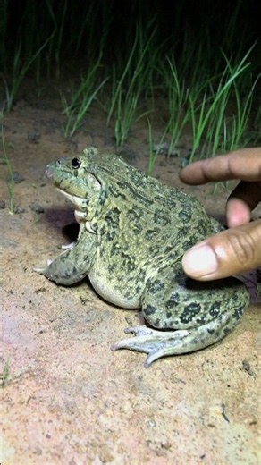 Funny Frog Catching Gone Wrong | Catch the Jumping Frog! 🐸🤣
