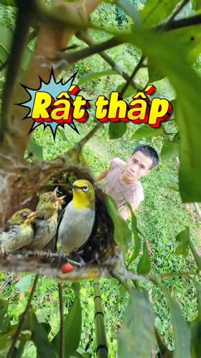 Phát hiện tổ chim vành khuyên làm rất thấp #yeuchimcanh #vanhkhuyen