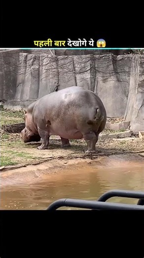 Hippo ka poop itna dangerous kyu hota hai? 🤯 #viral #facts #factcone