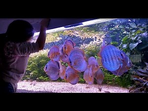 Teach them young. Amazing Discus Tank Video by Fred Galizzi