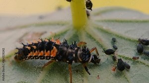 Harlequin ladybird (Harmonia axyridis) larva eating aphid. Predatory beetle larva in family Coccinellidae feeding on blackfly Stock Video