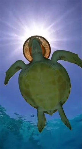 The Most Stylish Turtle in the Ocean ✨🌊 | #adorably #funny #cute | 115