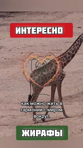 Восхищение жирафами. Тайны самого высокого животного в мире