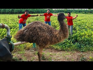 King Emu Bird Biriyani | Emu Special Biryani By Grandpa Kitchen