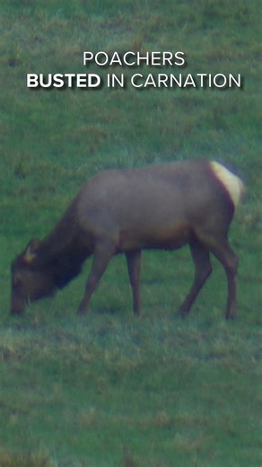 Poachers arrested after elk killing in Carnation