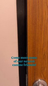 We’ve got a fresh lineup of pups settling into shelter life this week, and we’re already smitten. ✨ Luke is a big, in-charge 80 lb lab mix with an even bigger personality. At 2 years old, this goofy guy lights up every room he enters. He’s still polishing up his puppy manners, but with treats involved, he’s eager and motivated to learn. 🔥 Blaze is a 6-month-old zoomies expert who lives for playtime and adventure. He’s curious, energetic, and shaping up to be the ultimate hiking and dog park bud