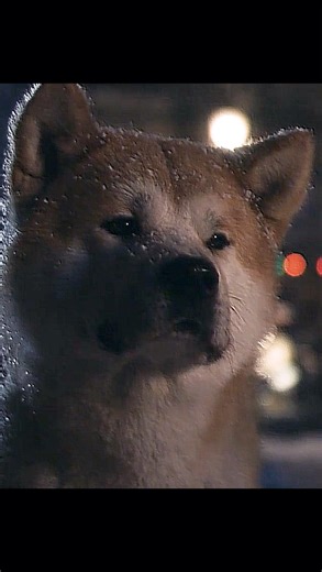 Hachiko Monogatari | The Professor’s Passing & Hachiko’s Vigil: A Heart-Wrenching Farewell 🐕💔