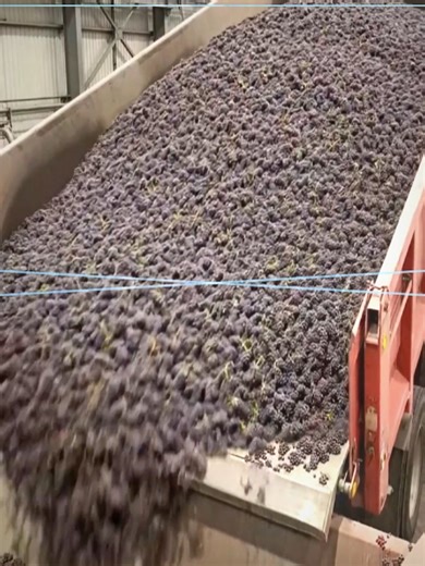 INSIDE the SECRET Process of a Mega Purple Jelly Factory #modern #factory #fypシ゚ #foryoupage #courtroom #usa🇺🇸 #fyp