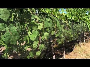 Netting Grapevines With Bird Side-Nets