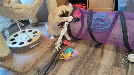 Ferocious tiger in the making. Volume up to here Honey take possession of the best feather toy. You can find these at Smoky Mountain Cat House | Max and Simba Senior Kitties
