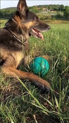 German Shepherd Characteristics #germanshepherd